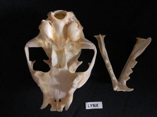 Lynx Skull, Bleached