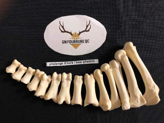 Bear Bones - Intermediate Phalanges
