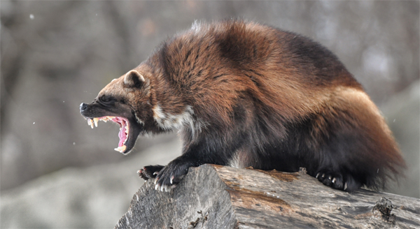 Wolverine Skull